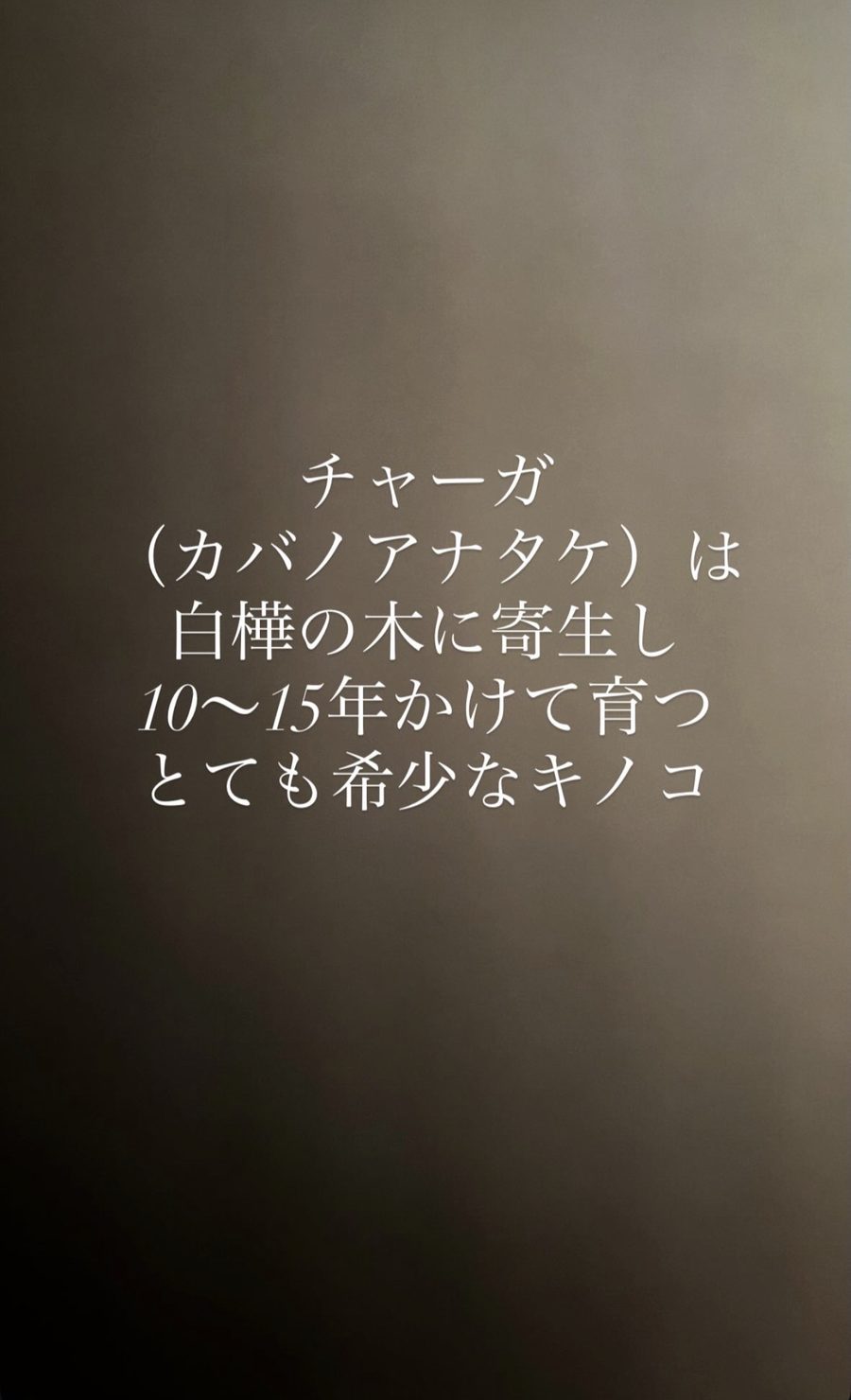 チャーガ（カバノアナタケ）は白樺の木に寄生し、10〜15年かけて育つとても希少なキノコ